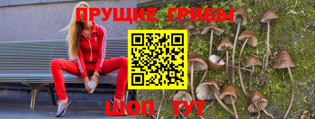 Псилоцибиновые грибы Psilocybine cubensis Усинск